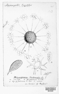 Erysiphe berberidis image